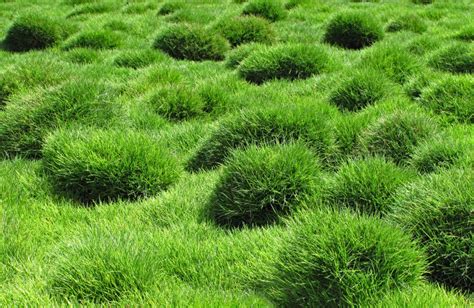 Zoysia Grass Is A Vigorous Lawn Choice For Warm Weather Zoysia Grass Drought Resistant Grass