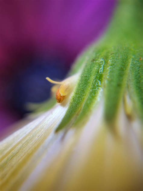 9 Tips For Beautiful Flower Macro Photography On iPhone