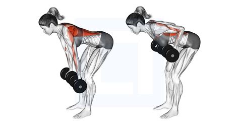 Dumbbell Reverse Grip Row Guide Benefits And Form