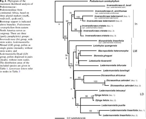 Phylogram Of The Maximum Likelihood Analysis Of Podostemaceae