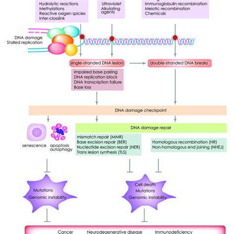 Mammalian Dna Damage Repair Pathways And Checkpoints Various Exogenous