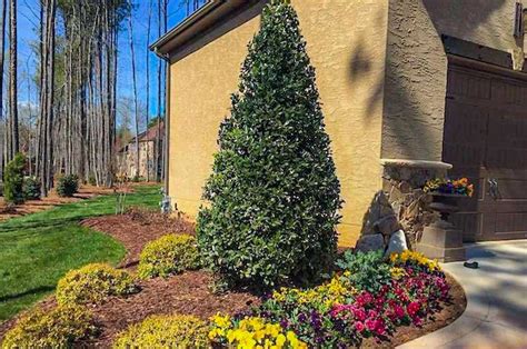 Types Of Holly Trees The Options Plantingtree