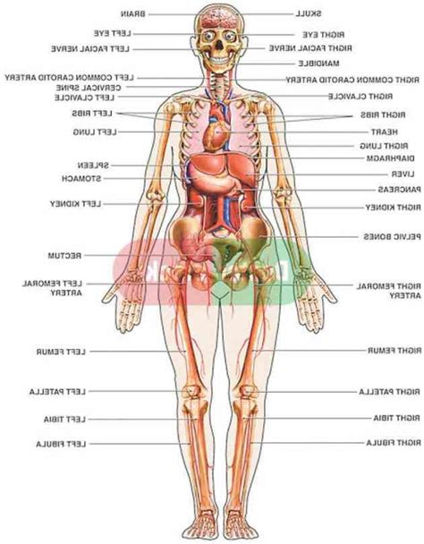 Organs In Body Diagram Female