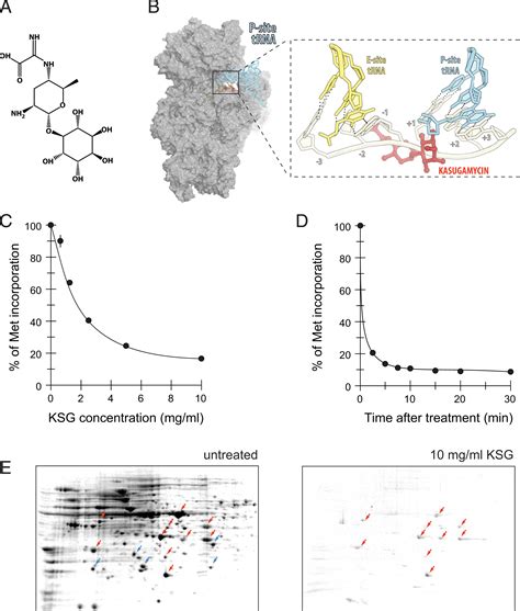 The Context Of The Ribosome Binding Site In MRNAs Defines Specificity