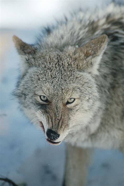 Coyote Snarling While Feeding Photograph by Michael Quinton