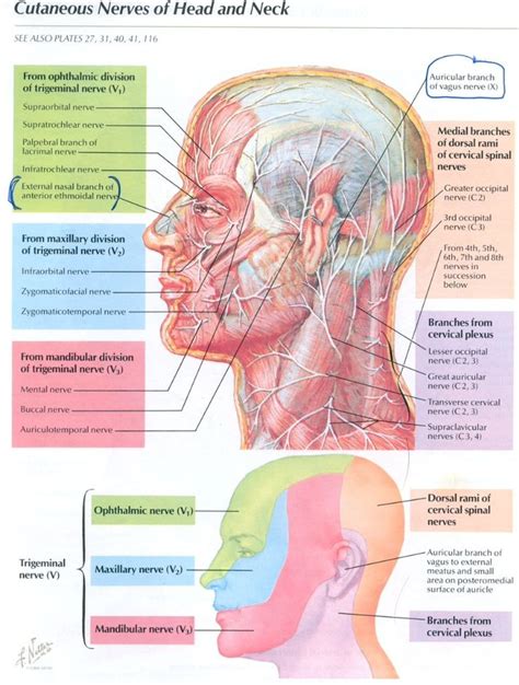 Nerves Of The Head And Neck Muscles Of The Neck Head And Neck