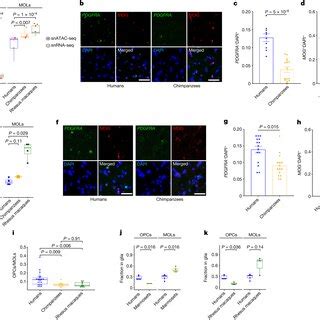 Human-specific gene regulatory changes in the oligodendrocyte ...