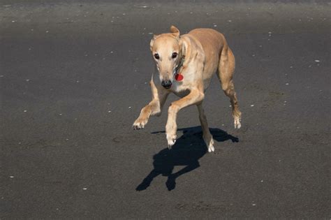 Cute Greyhound Dog 25931653 Stock Photo at Vecteezy