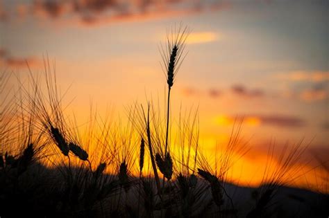 Campo De Trigo Ao Nascer Do Sol Foto Premium