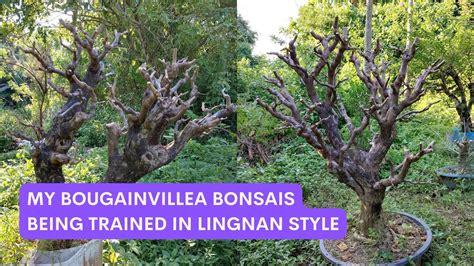 Updates On My Personal Bougainvillea Bonsais W English Subtitles