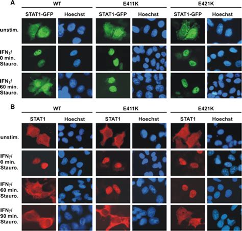 Stat Dna Binding Mutants With Decreased Dissociation From Dna Exhibit