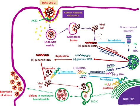 Viral Replication Pathways SARS CoV 2 Binds ACE2 On The Cell Membrane