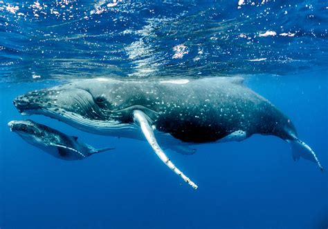 Blue Whales Habitat