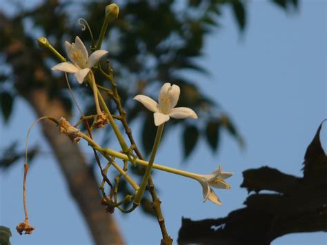 neem chameli hindi nama camal bignoniaceae bignonia  flickr