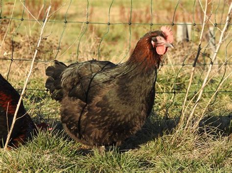 Marans Noire et Bleue à camail cuiré NCC et BCC GR Coco Eco