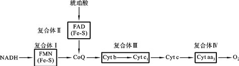 线粒体氧化体系生物化学挂云帆