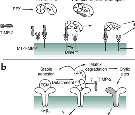 A Mt 1 Mmp Activation Of Pro Mmp 2 As Described In The Text Timp 2