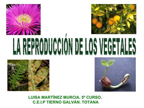 La Reproduccion De Los Vegetales Ppt