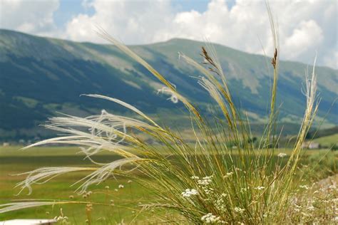 Altre Piante Della Flora D Abruzzo Pallano