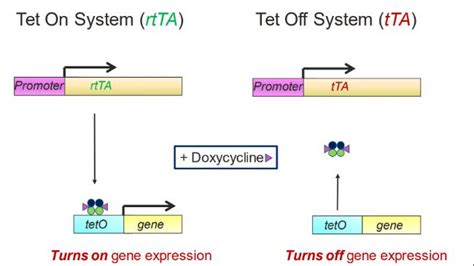 小鼠基础知识九：认识四环素诱导型cre Lox系统生物器材网