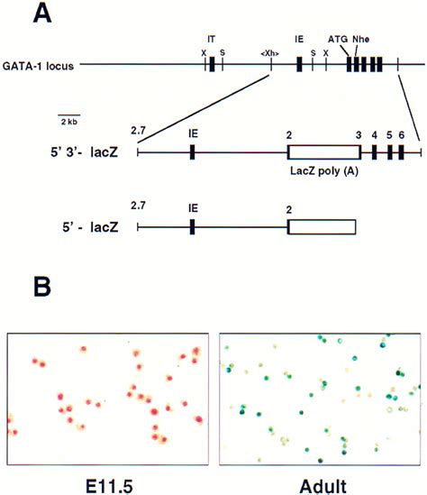 An Upstream DNase I Hypersensitive Region Of The Hematopoietic