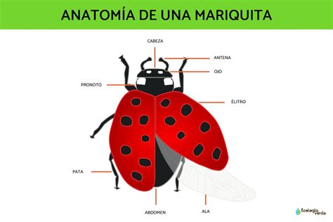 Partes De Un Insecto Para Imprimir