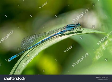7 Puella stock Images, Stock Photos & Vectors | Shutterstock