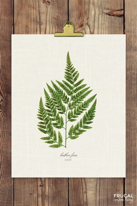 Ready To Print Free Fern Botanical Printables