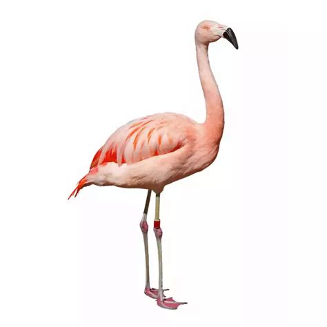 Flamant Rose P Roseus Tout Savoir Sur Cet Oiseau