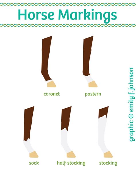 Horse Facial Markings