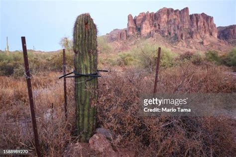 105 Arizona Cactus Botanical Garden Stock Photos, High-Res Pictures ...