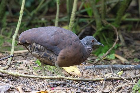 Brown Tinamou Crypturellus Obsoletus Trilha Dos Tucanos Flickr