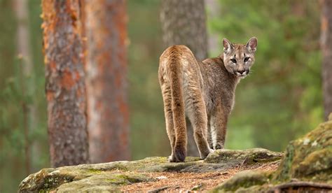 Dnr Confirms 6 Cougar Sightings In Michigan So Far In 2020 Outdoorhub