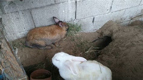 Preparaci N Del Nido Y Nacimiento De Los Conejos Nido Casero Y