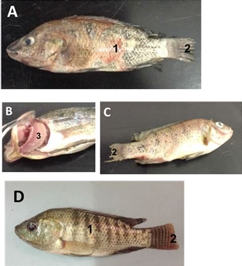 Figure Gross Examination Of Nile Tilapia Infected With Columnaris