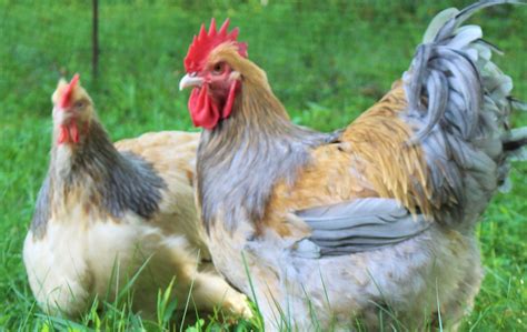 Blue Buff Columbian Orpington Chicken Ridge Farm