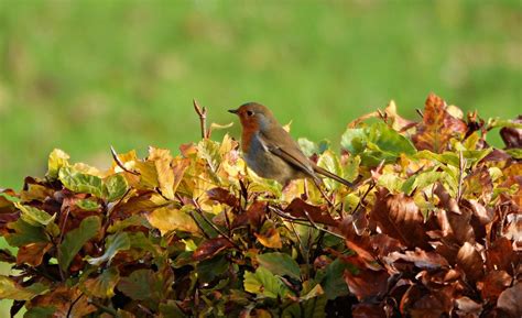 Goes Door Arjan Van Lomwel Goes Roodborstje In Herfstsett Flickr