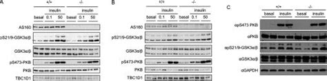 Soleus A And EDL B Muscles Isolated From 8 Week Old Mice Were