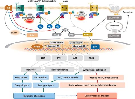 Frontiers Hypothalamic GPCR Signaling Pathways In Cardiometabolic Control