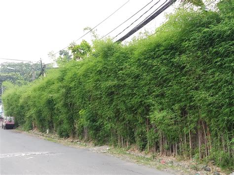 Jenis Bambu Untuk Pagar Rumah Austin North