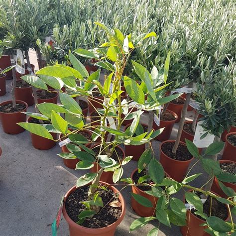 Erythrina crista galli 50 70 cm Árboles de hoja perenne