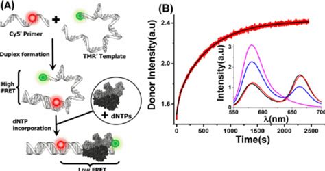 Design And Validation Of The Fret Based Assay A Schematic Download Scientific Diagram