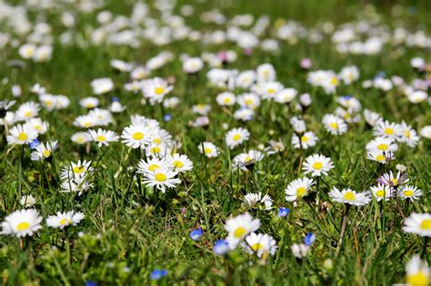 G Nsebl Mchen Samen Aus Bioveganem Naturgarten Bienenweide