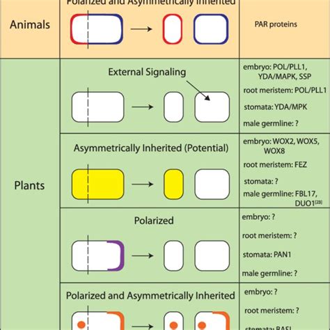 Examples Of Asymmetric Cell Divisions During Arabidopsis Development