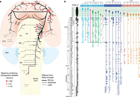 Global Wiring Diagram And Anatomical Characterization Of MOp Ul Neuron