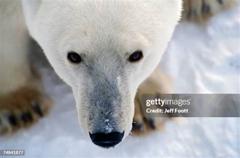 85 Polar Bear Eyes Stock Photos, High-Res Pictures, and Images - Getty Images