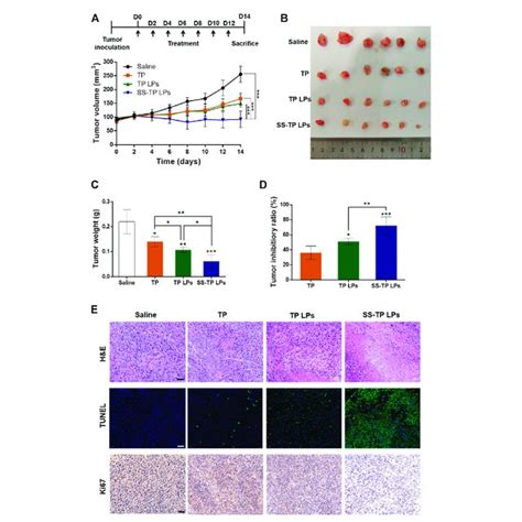 In Vivo Antitumor Efficacy Of Ss Tp Lps In Tumor Bearing Mice N 6