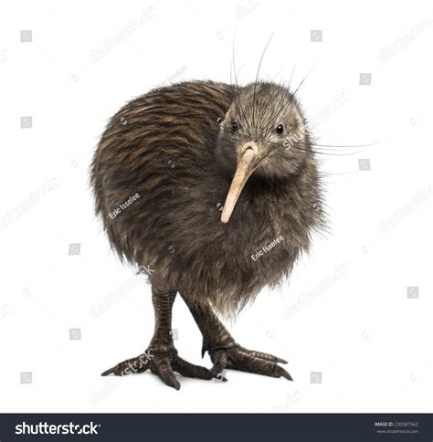 Kiwi Bird: Over 3 044 Royalty-Free Licensable Stock Photos | Shutterstock