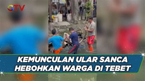 Kemunculan Ular Sanca Hebohkan Warga Di Tebet Jakarta Selatan Youtube