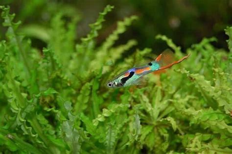 How Do Predators Influence Guppy Coloration? Here’s What You Need To Know. | Urban Fishkeeping